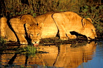 African lionesses {Panthera leo} at waterhole, drinking.  Okavango delta, Botswana.