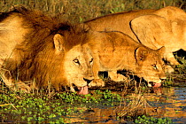 African lions {Panthera leo} drinking at waterhole. Moremi GR, Okavango delta, Botswana.