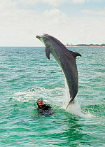 Charlotte Uhlenbroek swimming with Bottlenosed dolphin, Bahamas. 2002