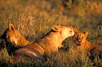 African lion pride {Panthera leo} Mother & cubs. Okavango delta, Botswana.