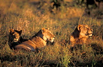 African lion pride {Panthera leo} Mother & cubs. Okavango delta, Botswana. 2006 BEMROSE