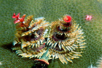 Christmas tree worm {Spirobranchus giganteus} embedded in live coral.