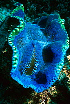 Giant clam mantle {Tridacna gigas} Great Barrier Reef,  Queensland, Australia