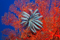 Featherstar {Crinoidea} on Gorgonian coral. Indonesia