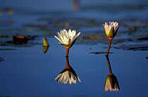 Day waterlily {Nymphaea nouchali}. Moremi GR, Okavango  delta, Botswana.