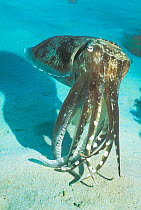 Broadclub cuttlefish male in breeding colours {Sepia latimanus} Sangalaki, Indonesia