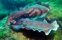Male Giant cuttlefish sparring with pulsating colour stripes {Sepia apama} South