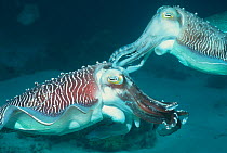 Broadclub cuttlefish males display with pulsating colour {Sepia latimanus} Sangalaki,