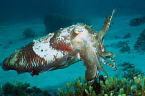 Broadclub cuttlefish male at rest showing annoyance with diver {Sepia latimanus} Indonesi