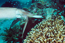 Broadclub cuttlefish hunts for fish amongst coral, shoots out tentacles to catch prey