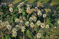 Makalani / Real fan palm trees {Hyphaene petersiana}. Rainy season Okavango delta, Botswana. Large
