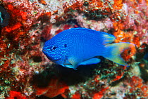 Blue damselfish {Pomacentrus pavo} Papua New Guinea