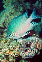 White-belly damselfish tending eggs on coral {Amblyglyphidodon leucogaster}, Red Sea.