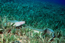 Grey moray eel in sea grass {Siderea grisea} Red Sea