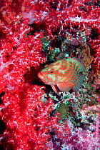 Coral hind {Cephalopholis miniata} lying in ambush in soft coral, Andaman sea, Thailand