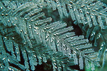 Hydroid {Aglaophenis cupressina} Sulawesi, Indonesia its powerful sting is dreaded by