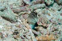 Jawfish {Opistognathus sp} carrying brood of eggs in mouth, Indonesia