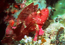 Leaf scorpionfish on coral {Taenianotus triacanthus} Sangalaki, Indonesia