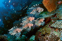 Lionfish / Turkeyfish group hunting on coral reef {Pterois volitans} Andaman sea, Thailand