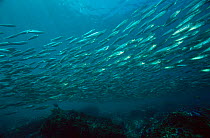 Shoal of Californian horse mackerel {Trachurus symmetricus} California, USA