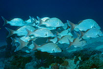 Shoal of Red mouthed grunts / White margates {Haemulon album} Bimini, Bahamas