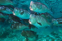 Bumphead parrotfish {Bolbometopon muricatum} Sipadan, Malaysia
