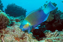 Bullethead parrotfish grazing on coral {Scarus sordidus} Red Sea, Egypt