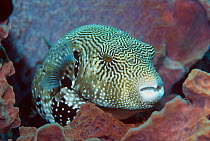 Map pufferfish {Arothron mappa} resting in sponge. Indonesia