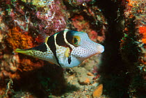 Valentine's sharpnose pufferfish {Canthigaster valentini} Tonga