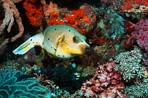 Black spotted pufferfish {Arothron nigropunctatus} Andaman sea, Thailand