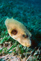 Toby fish / Whitespotted pufferfish on sea grass {Arothron hispidus} Red Sea