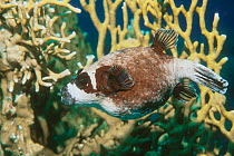 Masked pufferfish amongst fire coral {Arothron diadematus} Red Sea