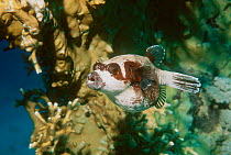 Masked pufferfish on coral rref {Arothron diadematus} Red Sea