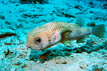 Porcupinefish {Diodon hystrix} Andaman sea, Thailand