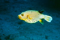 Black spotted pufferfish {Arothron nigropunctatus} Andaman sea, Thailand