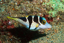 Valentine's sharpnose pufferfish {Canthigaster valentini} Papua New Guinea