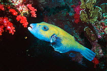 Map pufferfish {Arothron mappa} feeding Andaman sea, Thailand