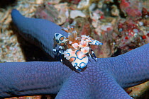 Harlequin shrimp {Hymenocera elegans} on seastar prey. Andaman sea, Thailand