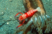 Emperor shrimp {Periclimenes imperator / Zenopontonia rex} on sea cucumber, Papua New Guinea