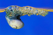 Violet / Bubble raft snail hangs from sea surface {Janthina janthina} South Africa