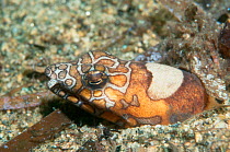 Napoleon snake eel {Ophichthus bonaparta} Papua New Guinea