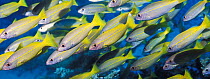 Bigeye snappers {Lutjanus lutjanus} Andaman sea, Thailand, digital composite