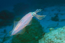 Reef squid {Sepioteuthis sp} Andaman sea, Thailand