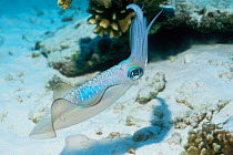 Reef squid {Sepioteuthis sp} Andaman sea, Thailand