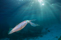 Reef squid {Sepioteuthis sp} Andaman sea, Thailand digital composite image