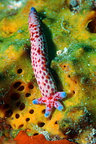 Comet arm of starfish {Linckia multifora} asexual reproduction. Maldives