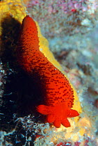 Comet arm of starfish {Asteroidea} asexual reproduction Sulawesi, Indonesia