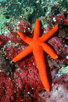 Comet arm of Orange starfish {Echinaster luzonicus} Asexual reproduction Moluccas