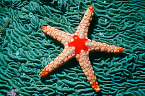 Starfish {Fromia sp} on coral, Maldives, Indian Ocean