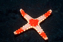 Starfish {Fromia sp} with only four legs, Maldives, Indian Ocean